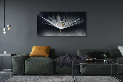 Obraz drukowany na płótnie Kryształowy Dmuchawiec w Makro