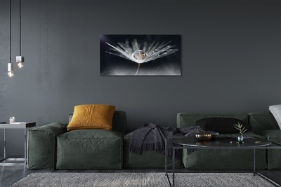 Obraz drukowany na płótnie Kryształowy Dmuchawiec w Makro