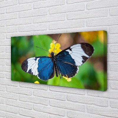 Obraz drukowany na płótnie Kolorowy Motyl na Kwiecie