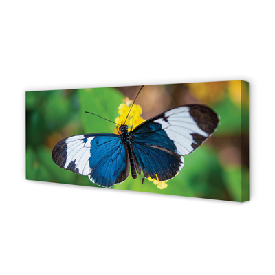 Obraz drukowany na płótnie Kolorowy Motyl na Kwiecie