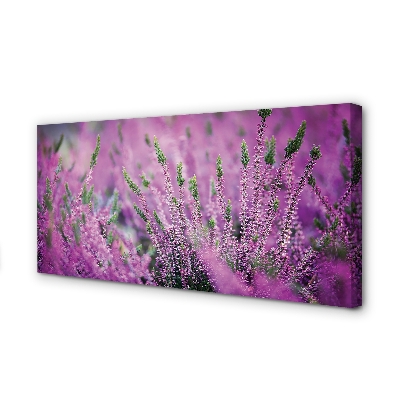 Duży obraz na płótnie Pole Wrzosów