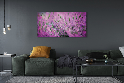 Duży obraz na płótnie Pole Wrzosów