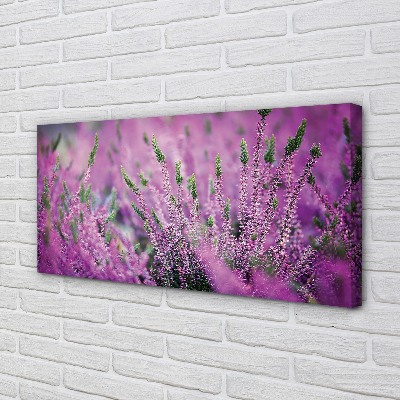 Duży obraz na płótnie Pole Wrzosów