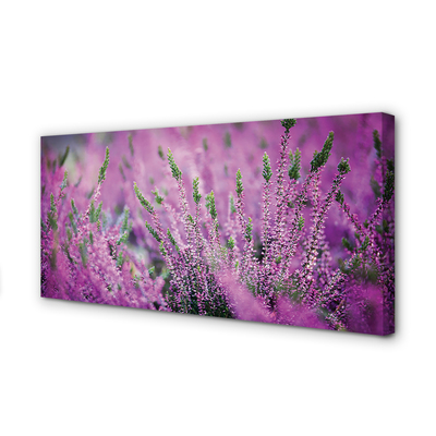 Duży obraz na płótnie Pole Wrzosów