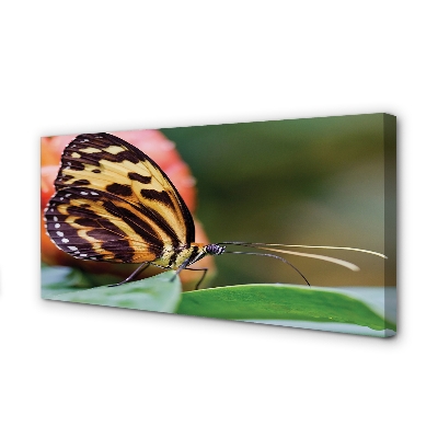 Obraz drukowany na płótnie Motyl w Locie