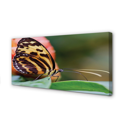 Obraz drukowany na płótnie Motyl w Locie