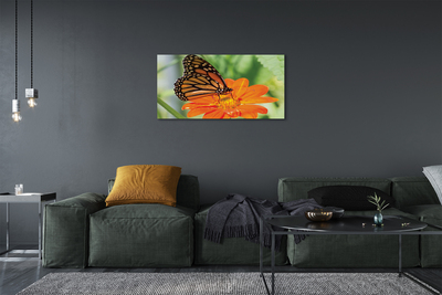 Obraz na płótnie Kwiat kolorowy motyl