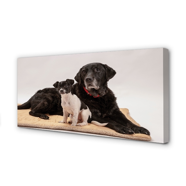 Duży obraz na płótnie Odpoczywające Psy