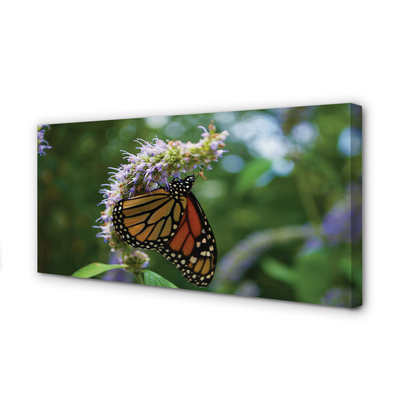 Obraz na płótnie Kolorowy Motyl na Płatkach Kwiatu