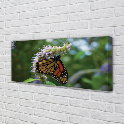 Obraz na płótnie Kolorowy Motyl na Płatkach Kwiatu