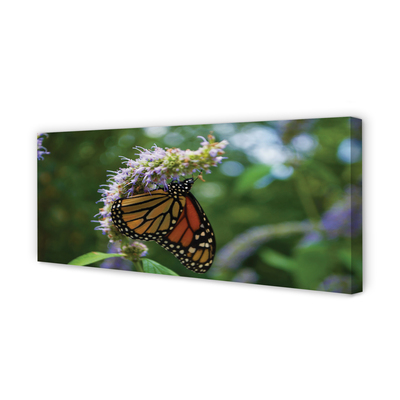 Obraz na płótnie Kolorowy Motyl na Płatkach Kwiatu