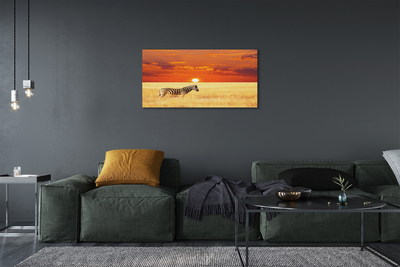 Obraz drukowany na płótnie Zebra na Polu o Zachodzie Słońca