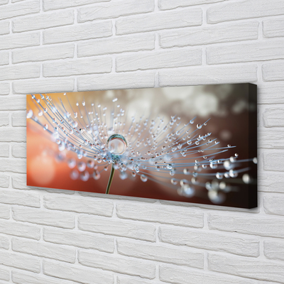 Obraz na płótnie Poranny Detal Dmuchawca