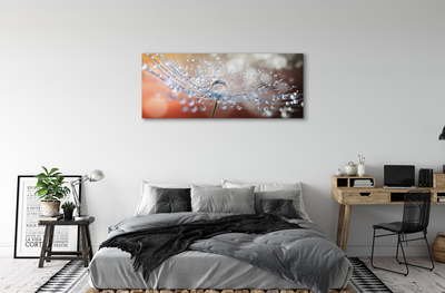 Obraz na płótnie Poranny Detal Dmuchawca