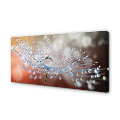 Obraz na płótnie Poranny Detal Dmuchawca