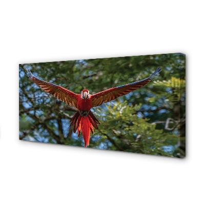 Fotoobraz na płótnie Papuga Ara w Zbliżeniu