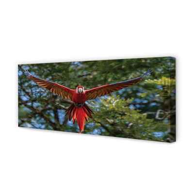 Fotoobraz na płótnie Papuga Ara w Zbliżeniu