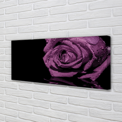 Zdjęcie na płótnie Szlachetna Fioletowa Róża