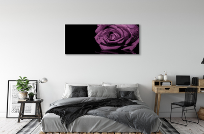 Obraz na płótnie Fioletowa róża