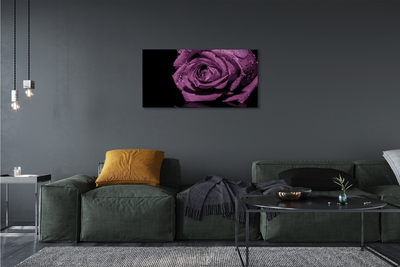 Obraz na płótnie Fioletowa róża