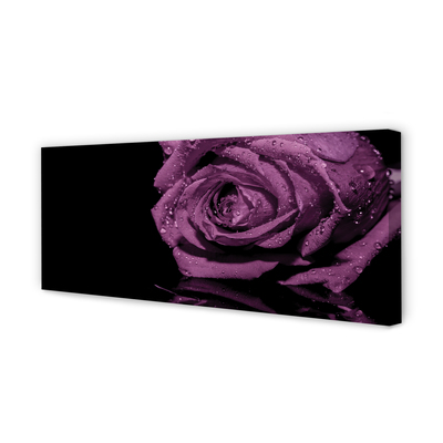 Zdjęcie na płótnie Szlachetna Fioletowa Róża