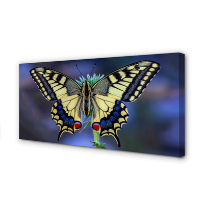 Obraz na płótnie Motyl na Kwiecie w Zbliżeniu