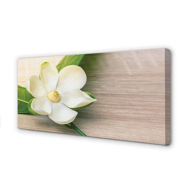 Obraz na płótnie Biała magnolia