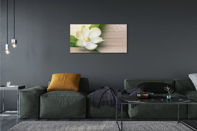 Obraz na płótnie Biała magnolia