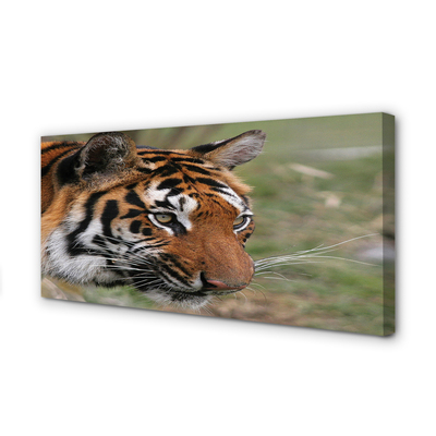 Zdjęcie na płótnie Tygrys w Leśnym Otoczeniu