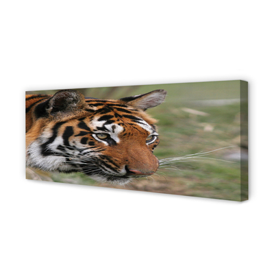 Obraz na płótnie Tygrys las