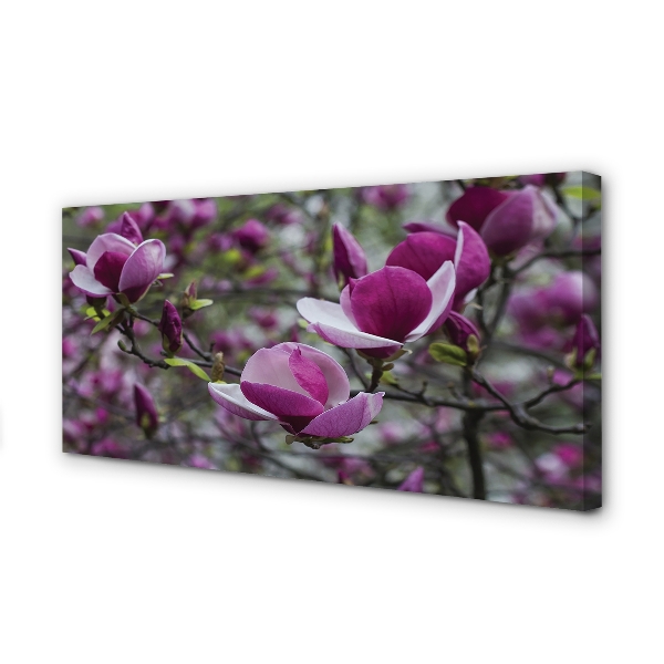 Obraz na płótnie Fioletowa magnolia