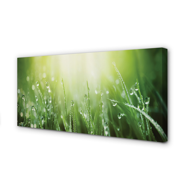 Zdjęcie na płótnie Słoneczne Krople na Trawie