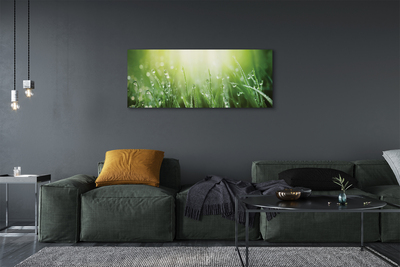 Zdjęcie na płótnie Słoneczne Krople na Trawie