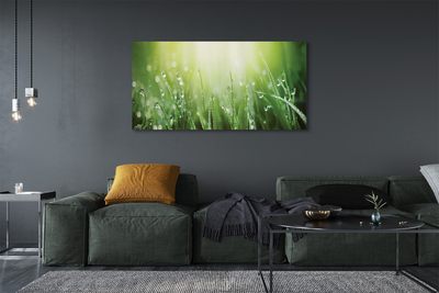 Zdjęcie na płótnie Słoneczne Krople na Trawie