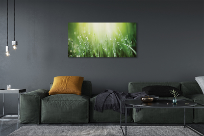 Zdjęcie na płótnie Słoneczne Krople na Trawie