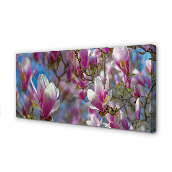 Fotoobraz na płótnie Drzewa Magnolii