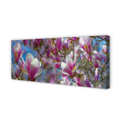Fotoobraz na płótnie Drzewa Magnolii