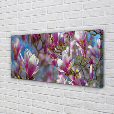 Fotoobraz na płótnie Drzewa Magnolii