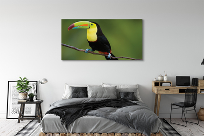 Obraz na płótnie Kolorowa papuga na gałęzi