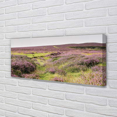 Obraz drukowany na płótnie Pole Wrzosów