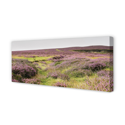 Obraz drukowany na płótnie Pole Wrzosów