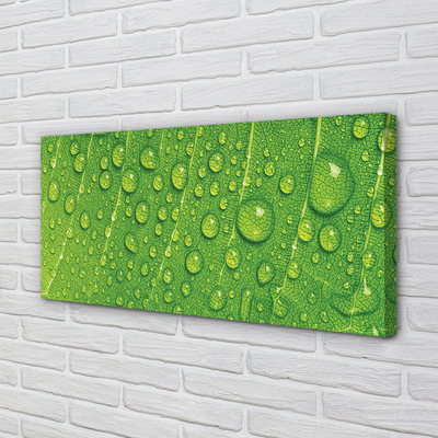 Zdjęcie na płótnie Makro Detal Liścia z Rosą