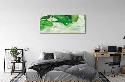 Zdjęcie na płótnie Krople Deszczu na Liściach