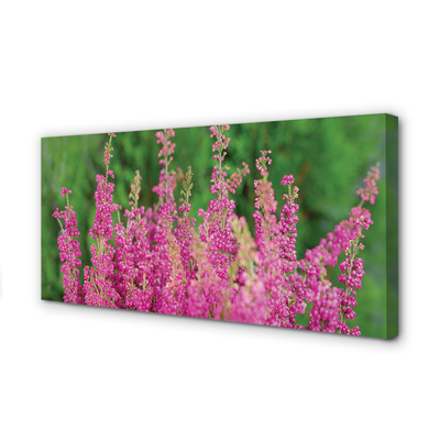 Obraz na płótnie Kwiaty Wrzosu