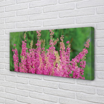 Obraz na płótnie Kwiaty Wrzosu