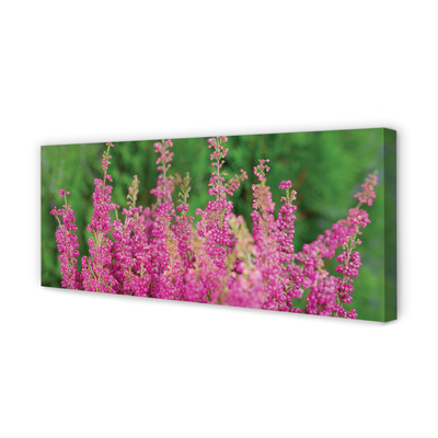 Obraz na płótnie Kwiaty Wrzosu