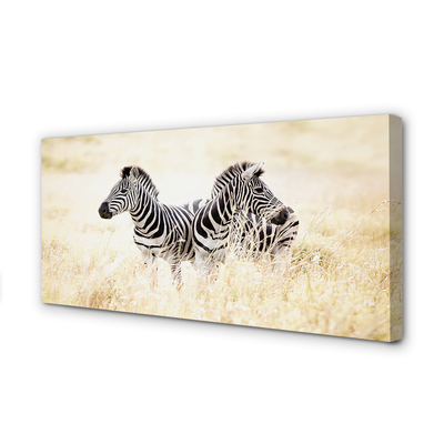 Obraz na płótnie Zebry pole