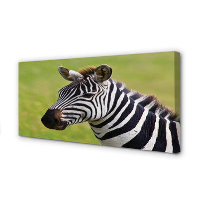 Obraz na płótnie Zebra