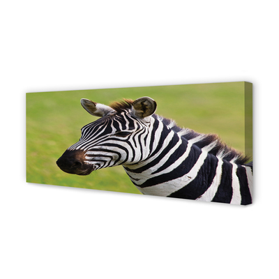 Obraz na płótnie Zebra