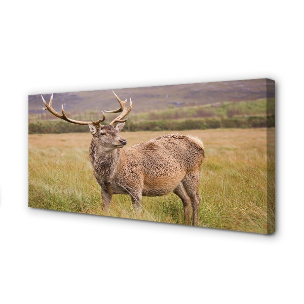 Zdjęcie na płótnie Samotny Jeleń na Polu